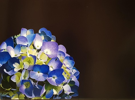 Hortensia Azul